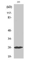 Cleaved-C1r LC (I464) Polyclonal Antibody