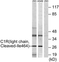 Cleaved-C1r LC (I464) Polyclonal Antibody