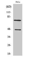 Cleaved-C1s HC (R437) Polyclonal Antibody