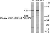 Cleaved-C1s HC (R437) Polyclonal Antibody