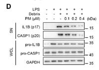 Cleaved-Caspase-1 p20 (D210) Polyclonal Antibody