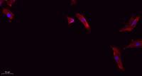 Cleaved-Caspase-1 p20 (D210) Polyclonal Antibody