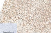 Cleaved-Caspase-1 p20 (D210) Polyclonal Antibody