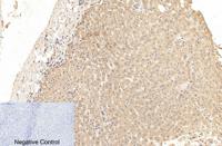Cleaved-Caspase-1 p20 (D210) Polyclonal Antibody