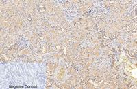 Cleaved-Caspase-1 p20 (D210) Polyclonal Antibody