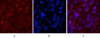 Cleaved-Caspase-1 p20 (D210) Polyclonal Antibody