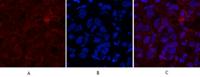 Cleaved-Caspase-1 p20 (D210) Polyclonal Antibody