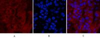 Cleaved-Caspase-1 p20 (D210) Polyclonal Antibody