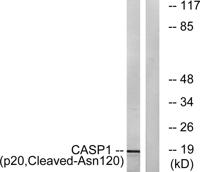 Cleaved-Caspase-1 p20 (N120) Polyclonal Antibody