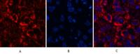 Cleaved-Caspase-3 p12 (D175) Polyclonal Antibody