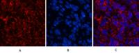 Cleaved-Caspase-3 p12 (D175) Polyclonal Antibody