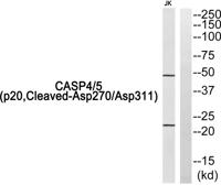 Cleaved-Caspase-4/5 p20 (D270/D311) Polyclonal Antibody