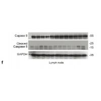 Cleaved-Caspase-8 p18 (S217) Polyclonal Antibody