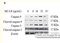 Cleaved-Caspase-9 p10 (D330) Polyclonal Antibody