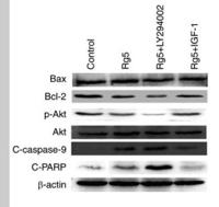 Cleaved-Caspase-9 p10 (D330) Polyclonal Antibody