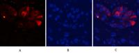Cleaved-Caspase-9 p10 (D330) Polyclonal Antibody