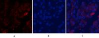 Cleaved-Caspase-9 p10 (D330) Polyclonal Antibody
