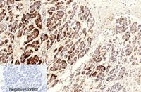 Cleaved-Caspase-9 p10 (D330) Polyclonal Antibody