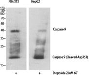 Cleaved-Caspase-9 p10 (D330) Polyclonal Antibody