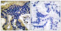 Cleaved-Caspase-9 p10 (D330) Polyclonal Antibody