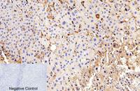 Cleaved-Caspase-9 p35 (D315) Polyclonal Antibody