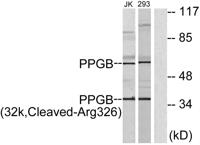 Cleaved-Cathepsin A 32k (R326) Polyclonal Antibody
