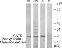 Cleaved-Cathepsin D HC (L169) Polyclonal Antibody