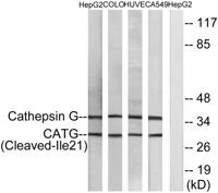 Cleaved-Cathepsin G (I21) Polyclonal Antibody