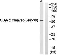Cleaved-CD97α (L530) Polyclonal Antibody