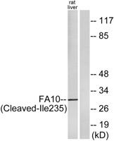Cleaved-Factor Xa activated HC (I235) Polyclonal Antibody