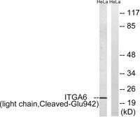 Cleaved-Integrin α6 LC (E942) Polyclonal Antibody