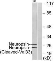 Cleaved-KLK8 (V33) Polyclonal Antibody