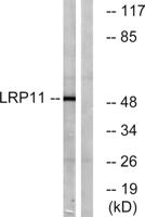 LRP11 Polyclonal Antibody