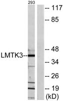 LMTK3 Polyclonal Antibody
