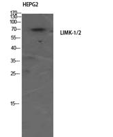 LIMK-1/2 Polyclonal Antibody