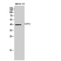 Lefty Polyclonal Antibody