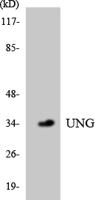 UDG Polyclonal Antibody
