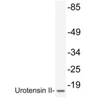 Urotensin II Polyclonal Antibody