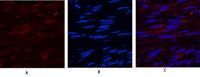 USP11 Polyclonal Antibody