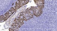 GPR107 Polyclonal Antibody