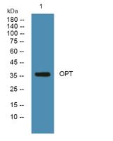 OPT Polyclonal Antibody