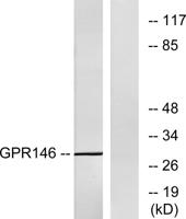 GPR146 Polyclonal Antibody