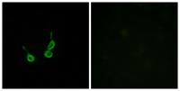 GPR150 Polyclonal Antibody