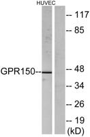 GPR150 Polyclonal Antibody