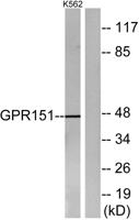 GPR151 Polyclonal Antibody