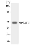 GPR151 Polyclonal Antibody