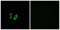 GPR156 Polyclonal Antibody