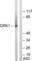 GRK 1 Polyclonal Antibody