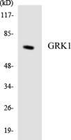 GRK 1 Polyclonal Antibody