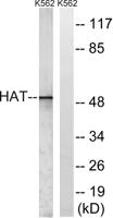 HAT1 Polyclonal Antibody